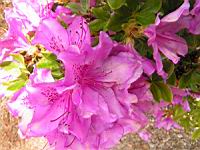 Rhododendron brachycarpum (fam. Ericacees) (Japon) (4) (Photo F. Mrugala)